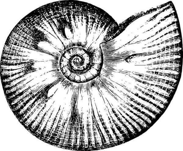 Аммонит реконструкция