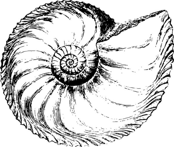 Спиральная раковина