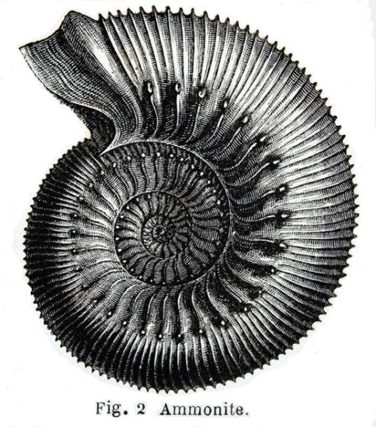 Ракушка гравюра