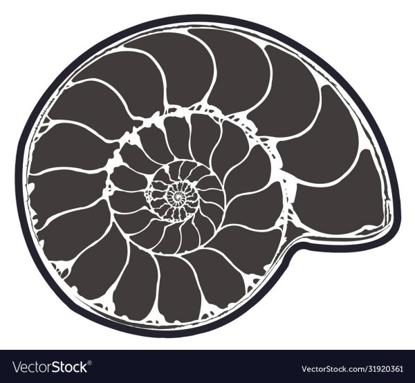 Аммонит трафарет