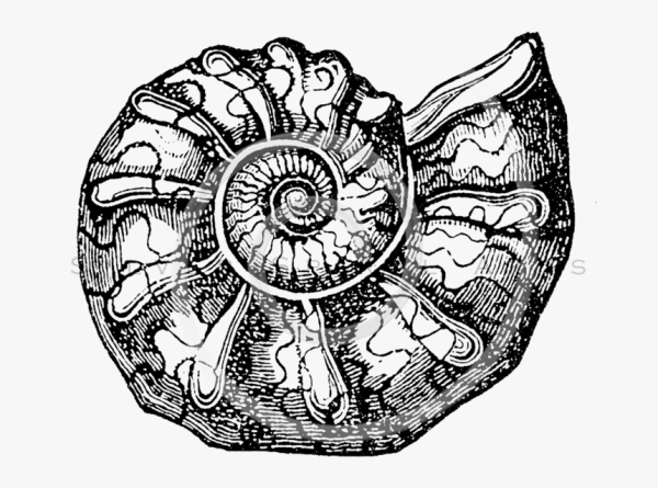 Аммонит орнамент