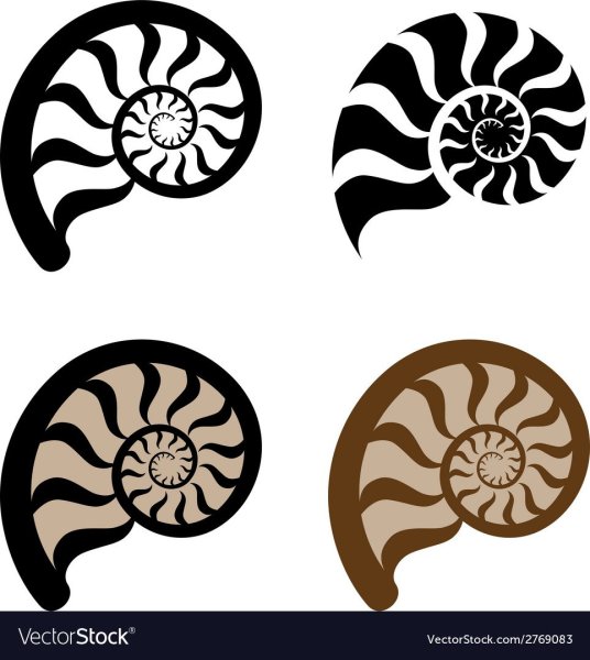 Аммонит стилизация