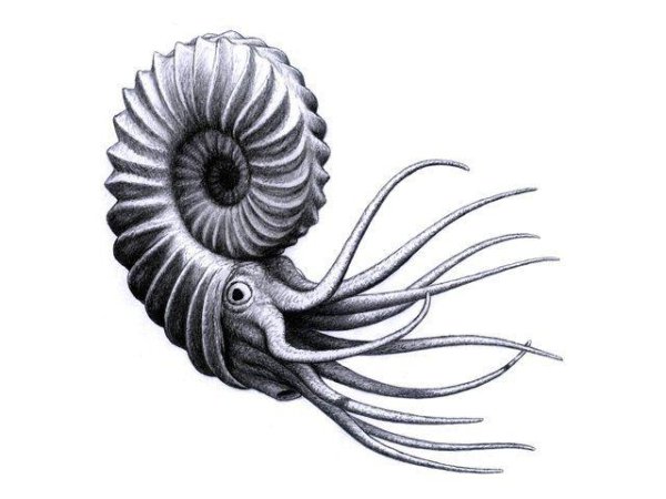 Аммонит раскраска
