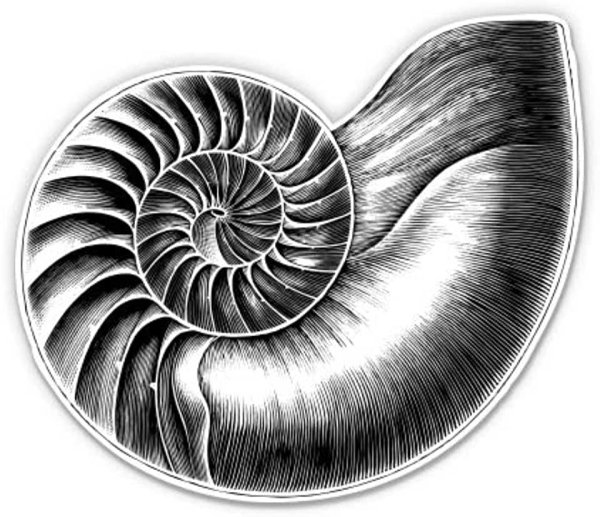 Ракушка Наутилус вектор