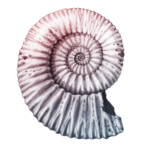 Аммонит на белом фоне