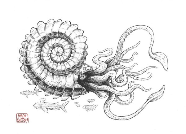 Наутилус Аммонит рисунок