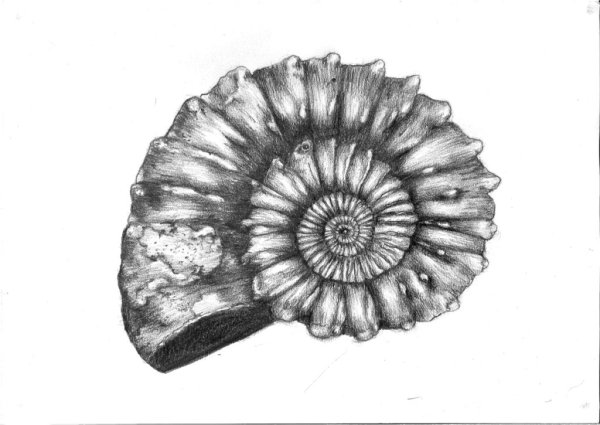 Аммониты Саранпауль