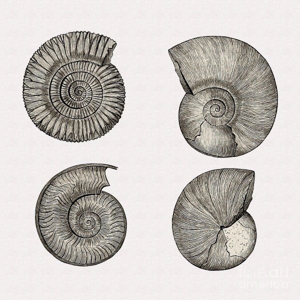 Эволюция аммонитов