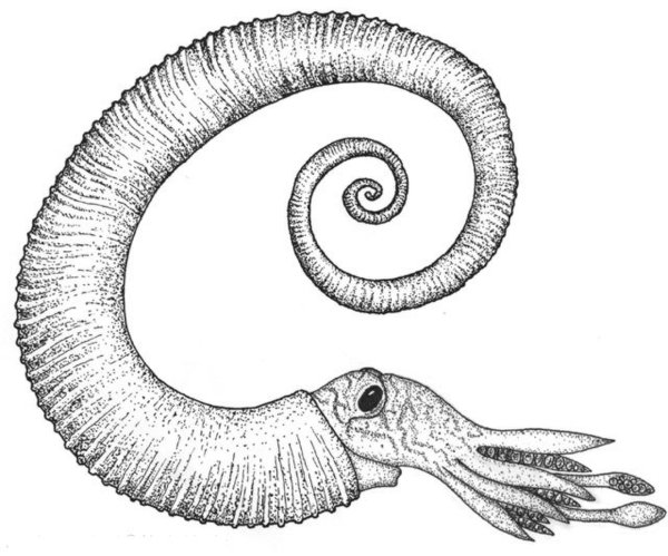 Гетероморфный Аммонит