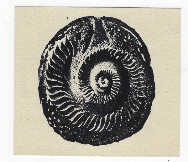 Черный Аммонит