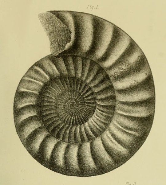 Окаменелость аммонита Юрского периода