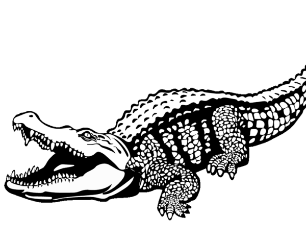 Нильский крокодил рисунок