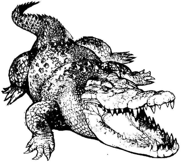 Раскраска крокодилалигатор