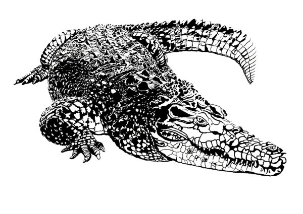 Крокодил контур черно белый
