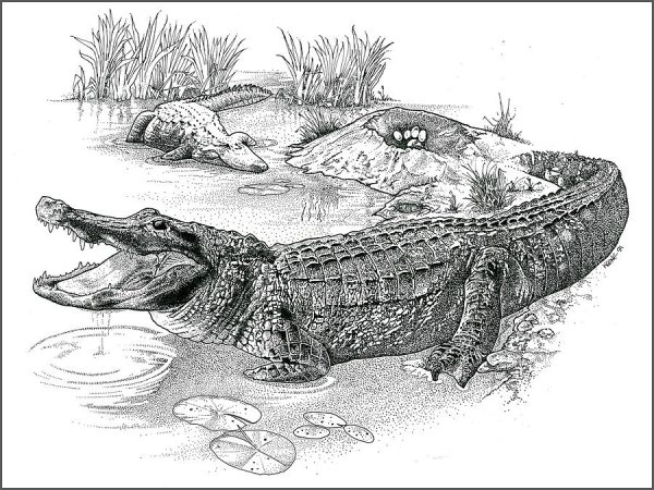Крокодил вектор