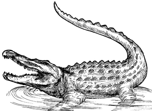 Тату крокодил черно белый