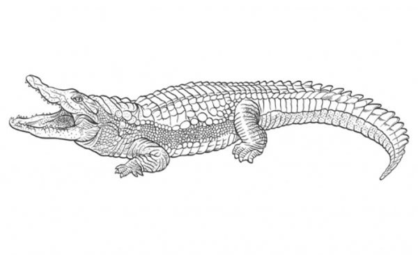 Аллигатор вектор