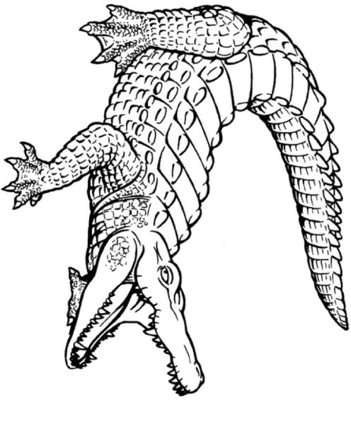 Крокодил рисунок