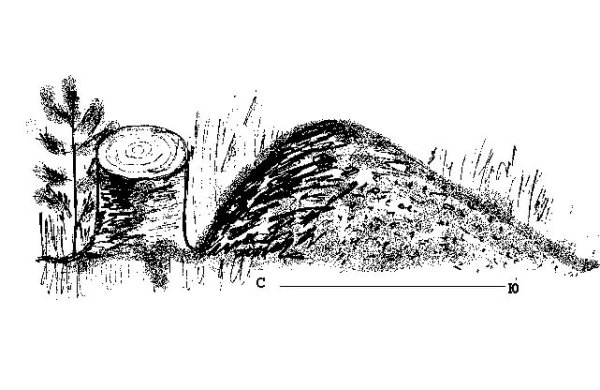 Муравей черно белый