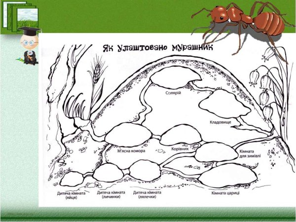 Муравейник раскраска