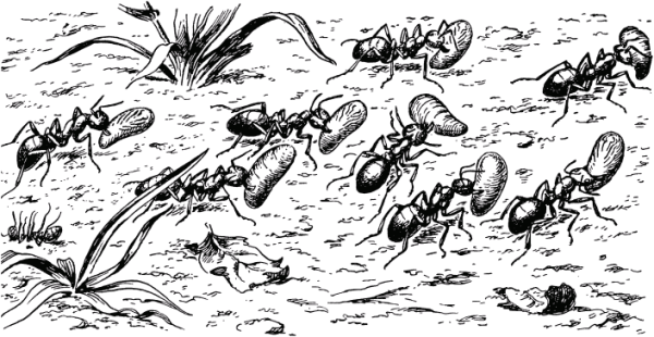 Раскраска для детей Муравейник и муравей