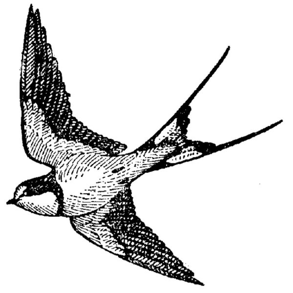 Ласточка черно белая