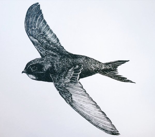 Стриж рисунок