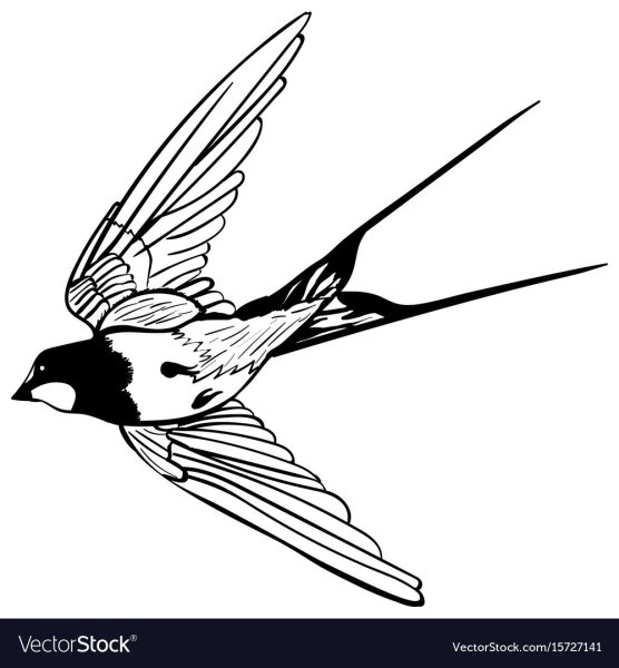 Ласточка раскраска