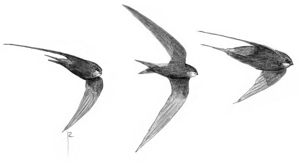 Стриж иллюстрация
