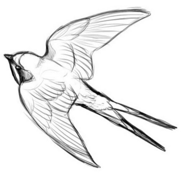 Ласточка набросок