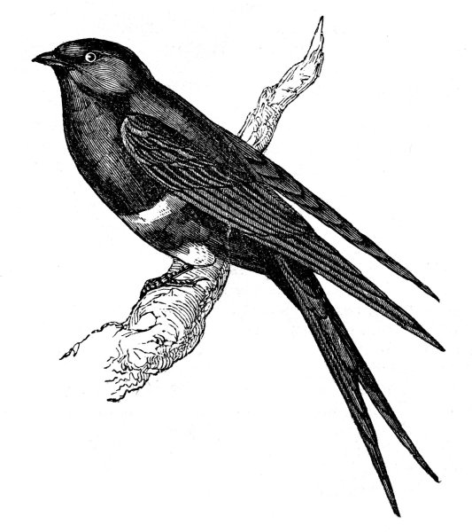 Птица рисунок