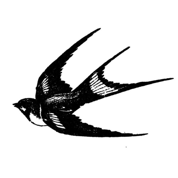 Ласточка рисунок карандашом