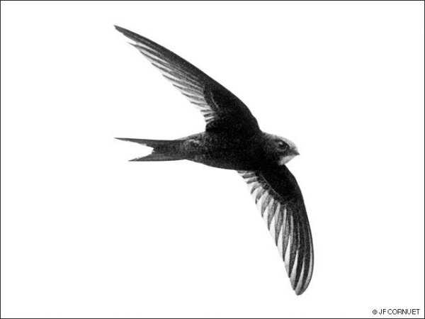 Стриж на белом фоне