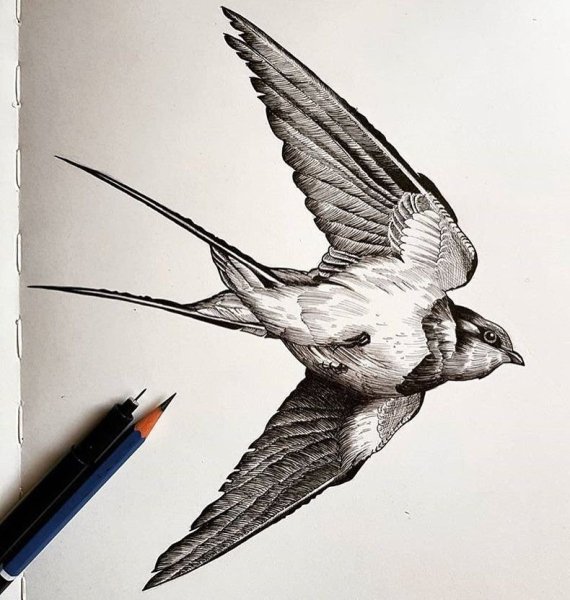 Ласточка Графика