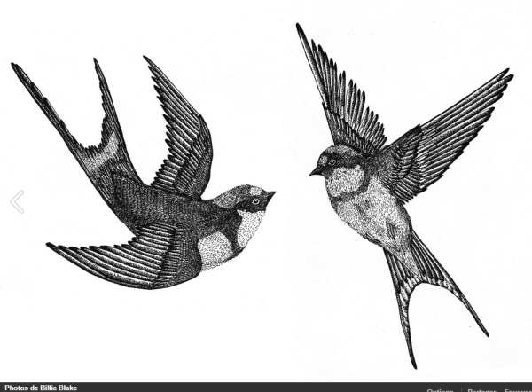 Набросок стрижа