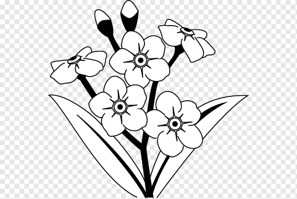 Незабудка раскраска для детей