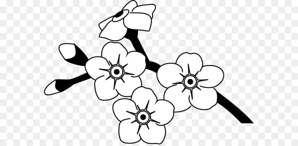 Незабудка цветок карандашом