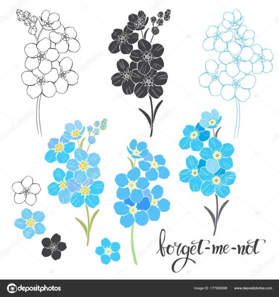 Незабудка черно белый вектор