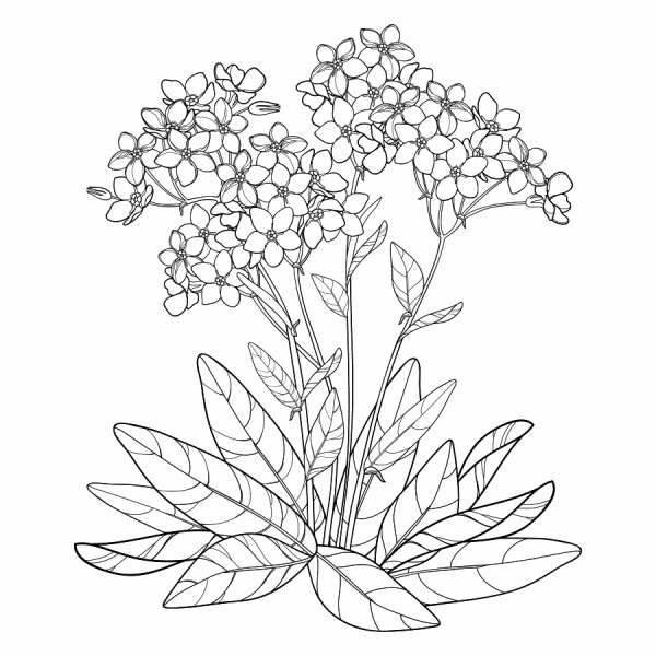 Раскраска цветок Незабудка для детей раскраска