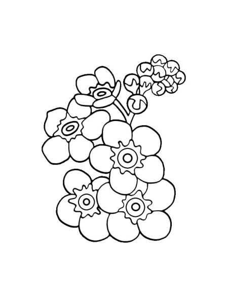 Незабудка цветок для раскрашивания