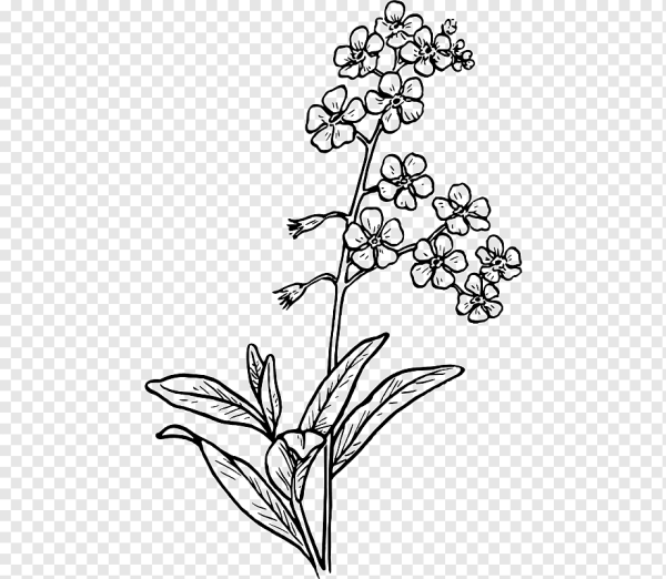 Незабудка цветок раскраска для детей