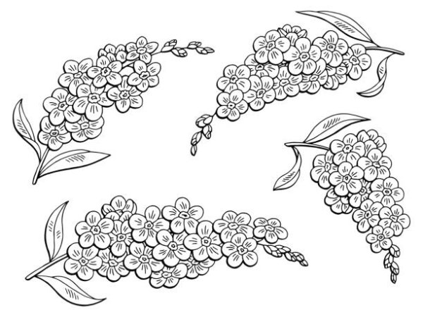 Незабудка вектор чб