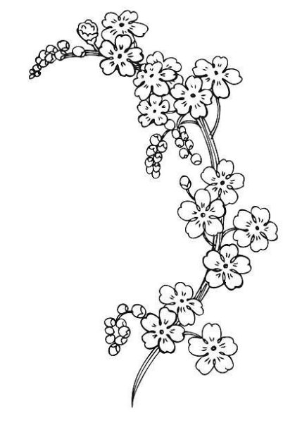 Незабудка Графика