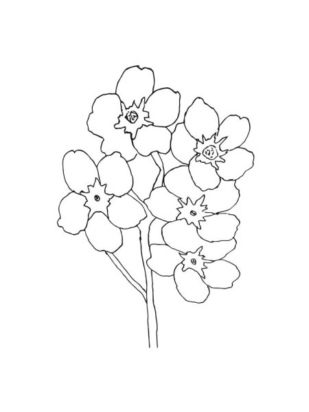 Букет незабудок раскраска