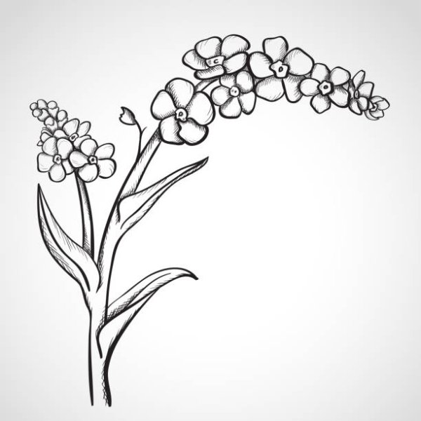 Веточка незабудки в черно-белом