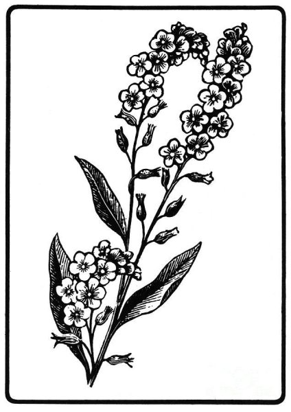 Незабудка Графика