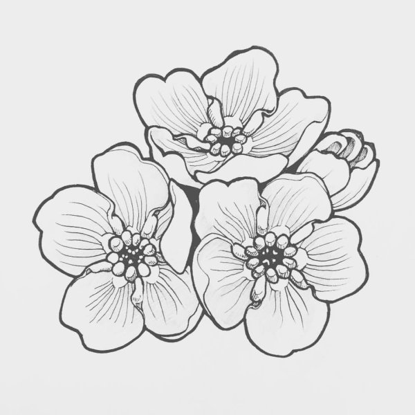 Цветы контур