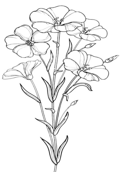 Раскраска лён цветок