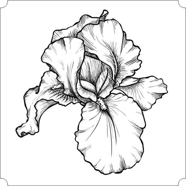 Ирис карандашом