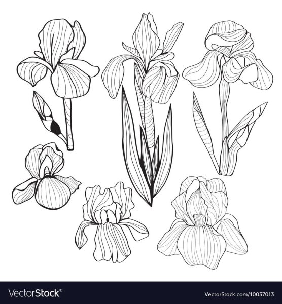 Стилизация ириса в графике